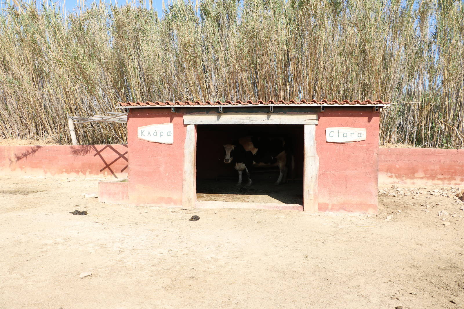 Clara the cow, February 2016