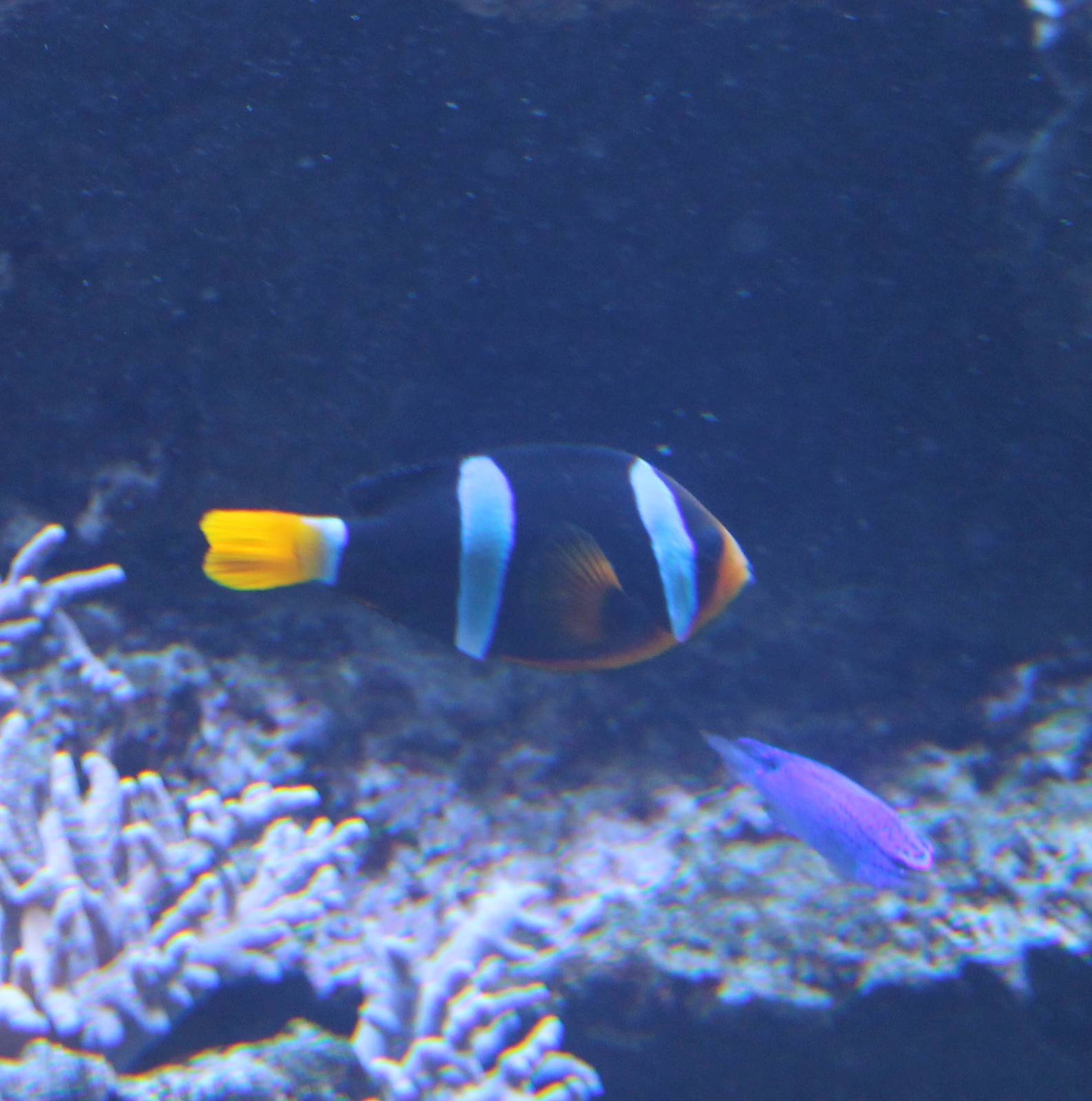 Clarck's - Yellowtail clownfish