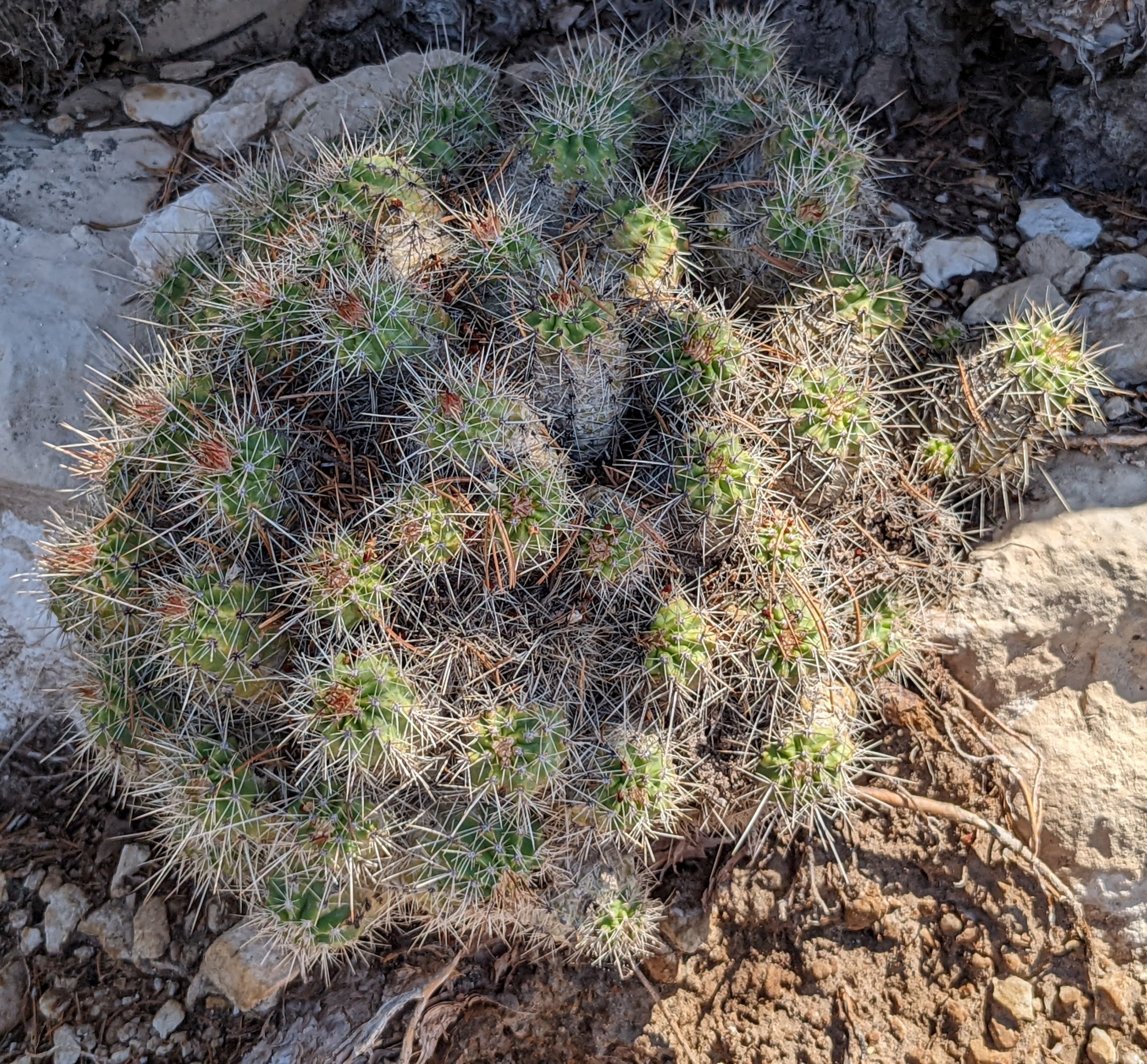 Claret cactus (Echinocereus triglochidiatus)