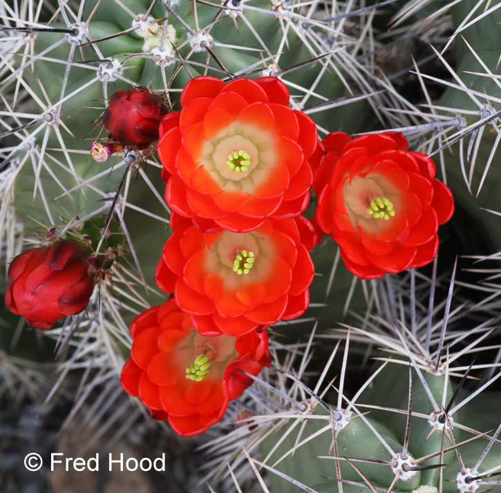 claret cup cactus (in bloom)