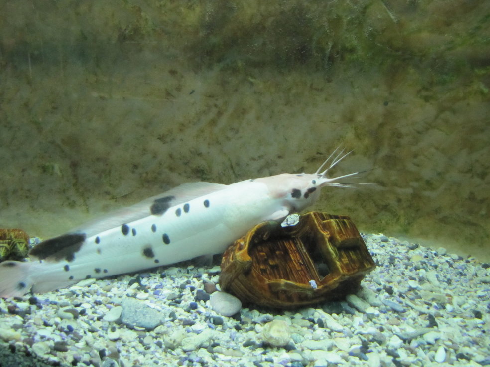 Clarias batrachus(tehran zoo)