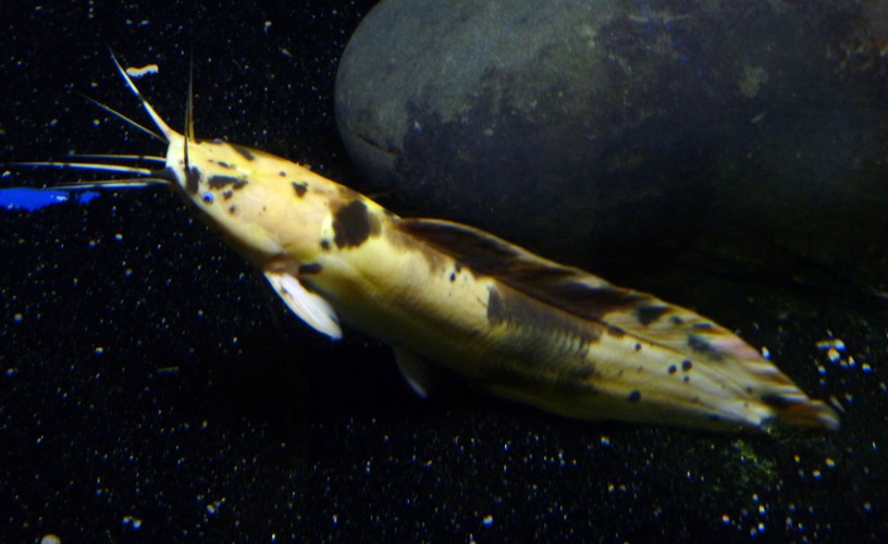 Clarias batrachus
