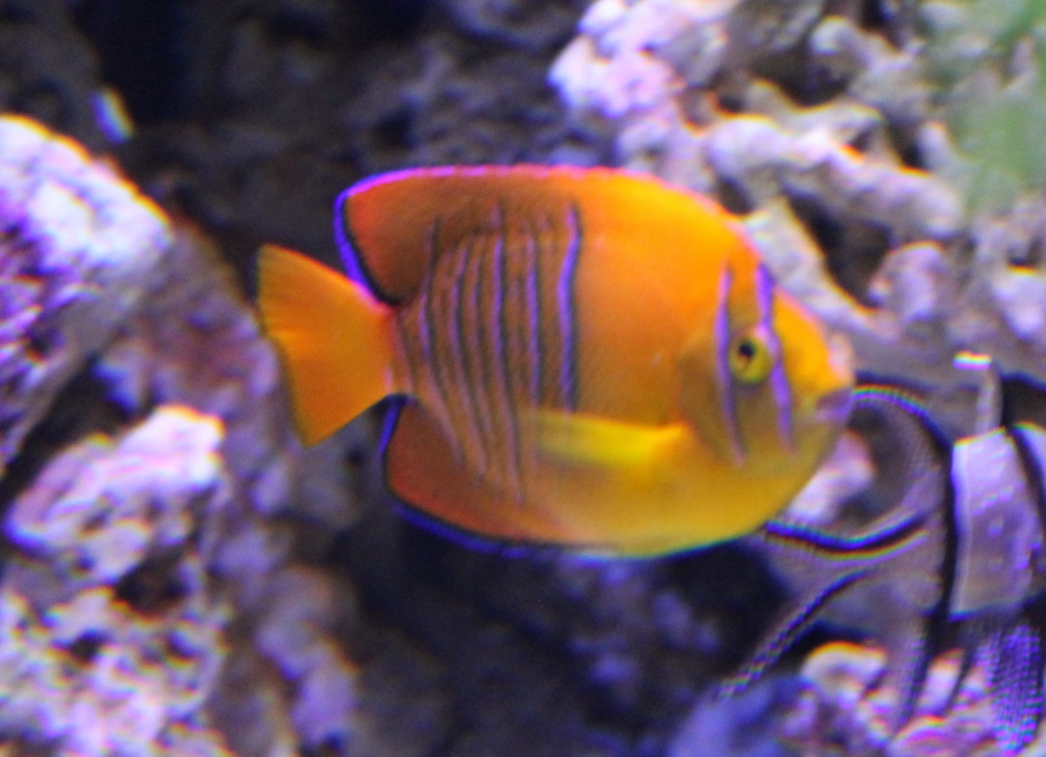 Clarion angelfish - Holacanthus clarionensis - juvenile