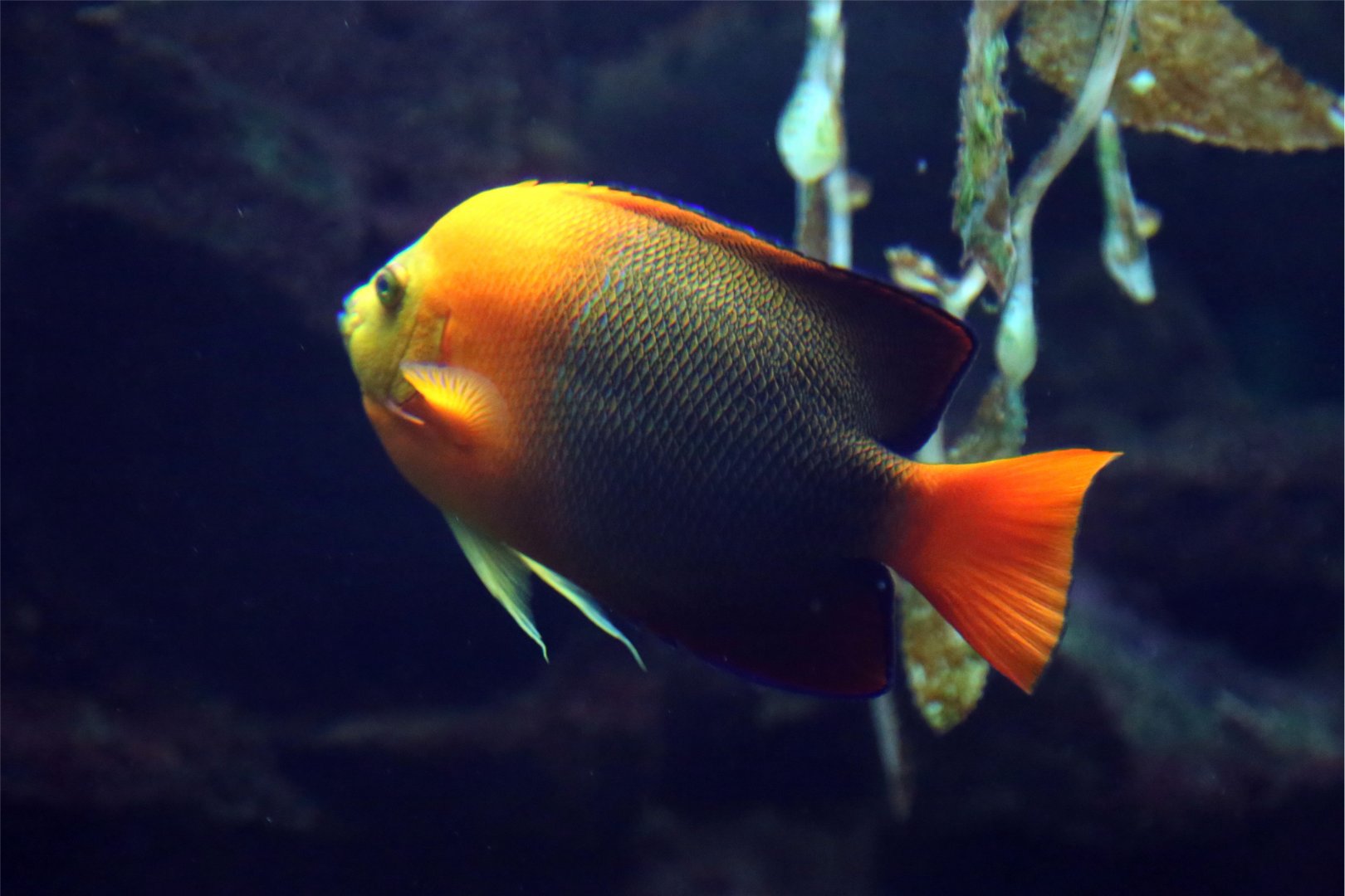 Clarion Angelfish (Holacanthus clarionensis)