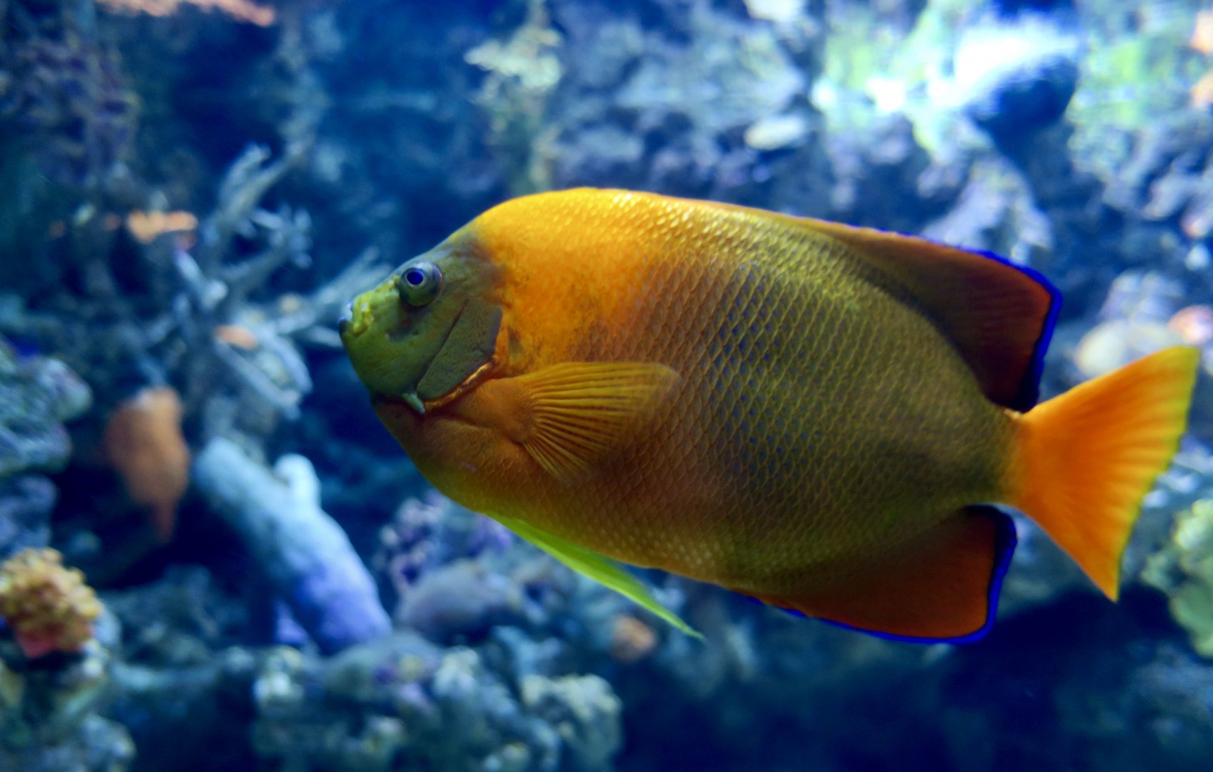 Clarion Angelfish (Holacanthus clarionensis)