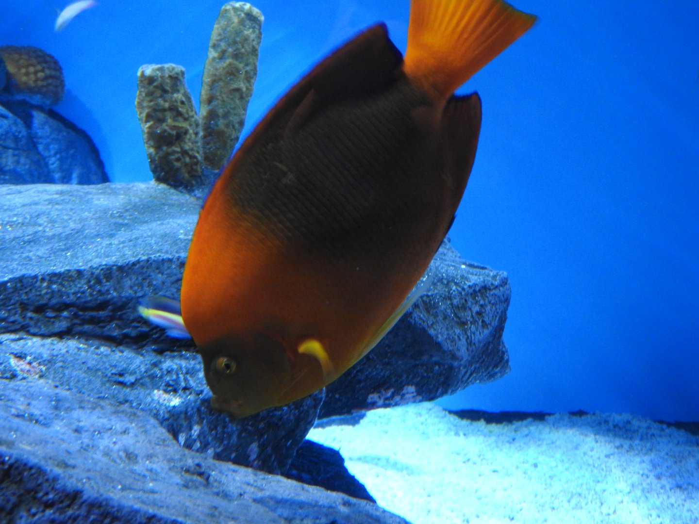 Clarion Angelfish