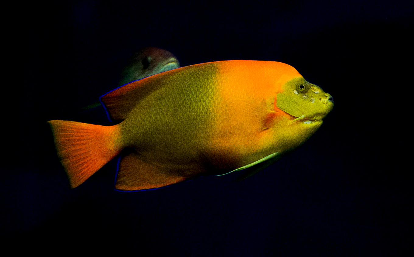 Clarion Angelfish