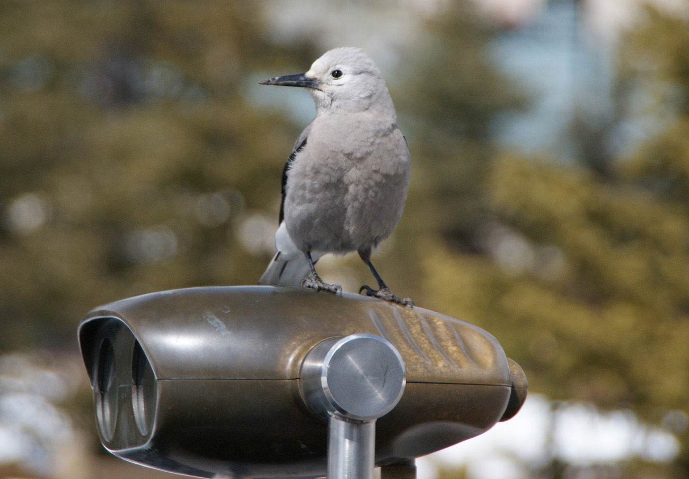 Clark nutcracker - Lake Louis