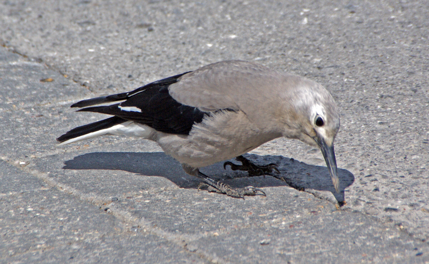 Clark nutcracker - Lake Louis