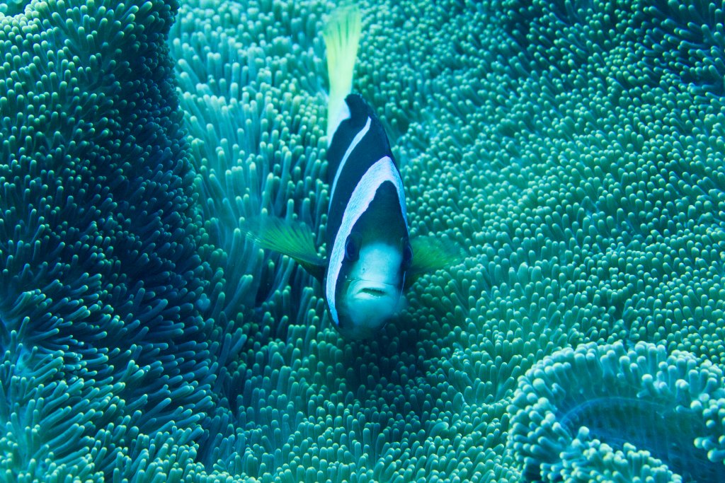 Clarke's Anemonefish