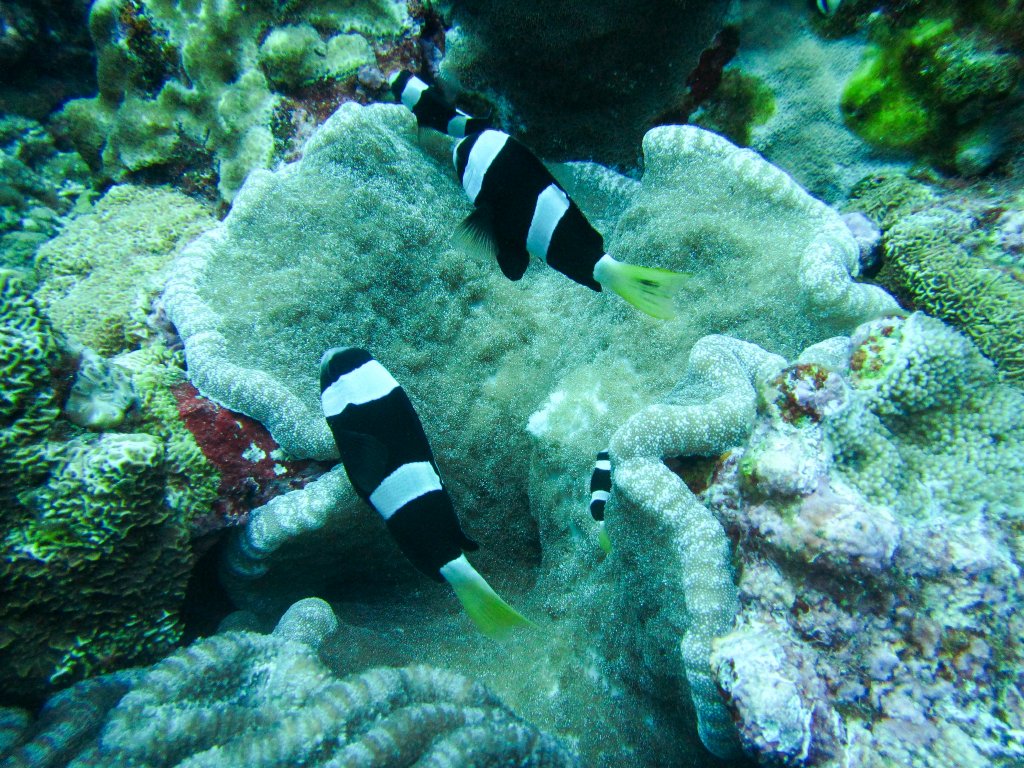 Clarke's Anemonefish