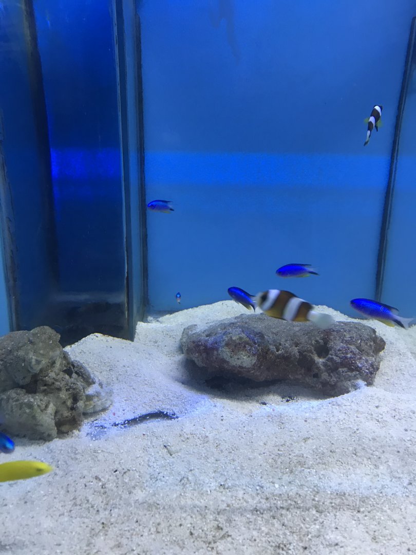 Clarke’s Clownfish and Neon Damselfish