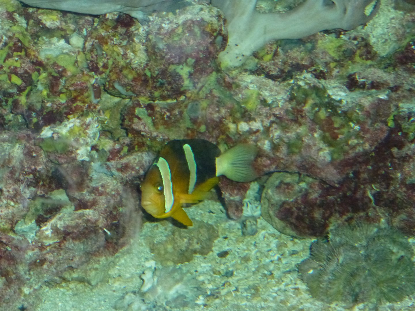 Clarkii clownfish (Amphiprion clarkii)