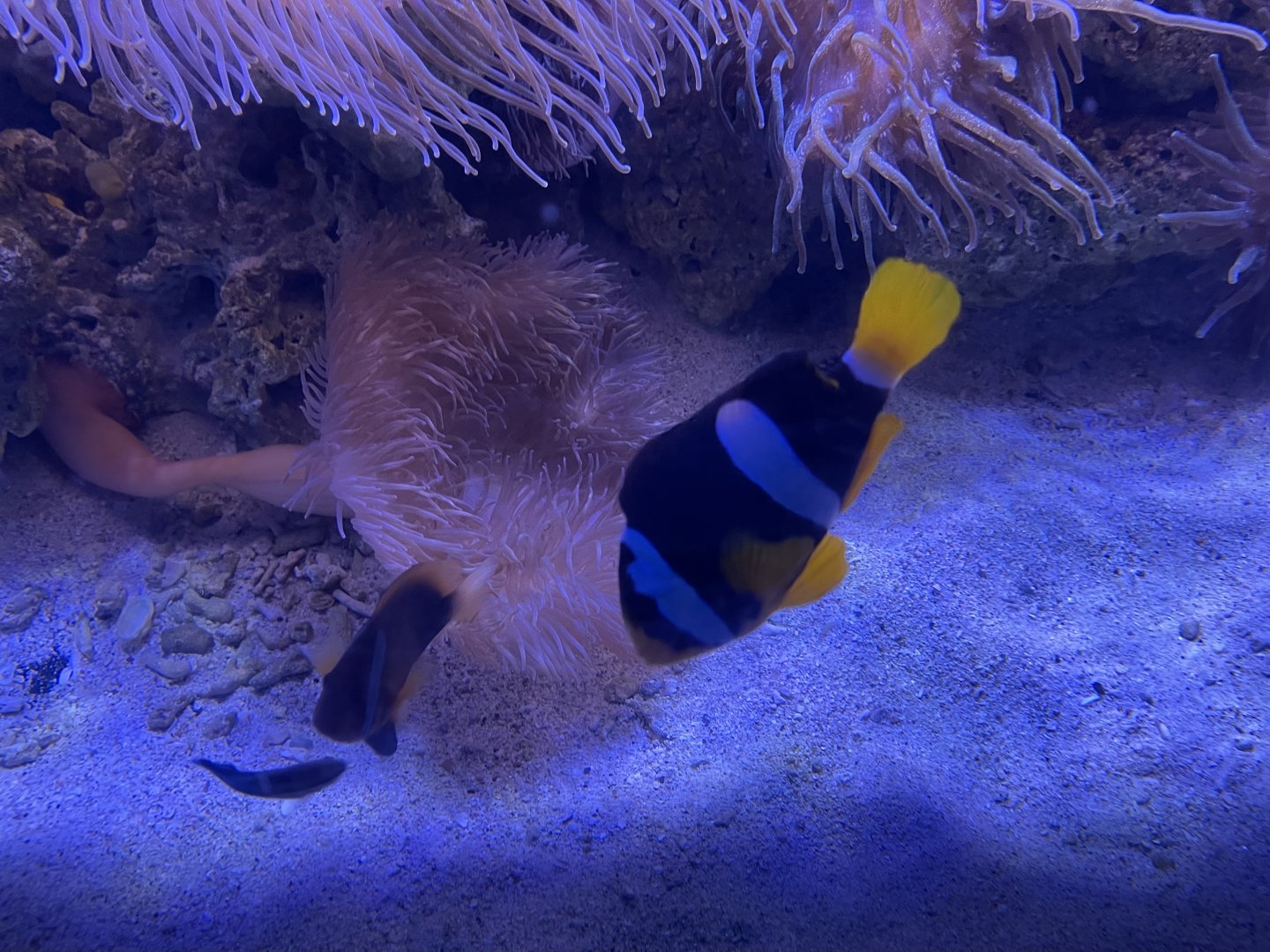 clark’s anemonefish (amphiprion clarkii) (1)