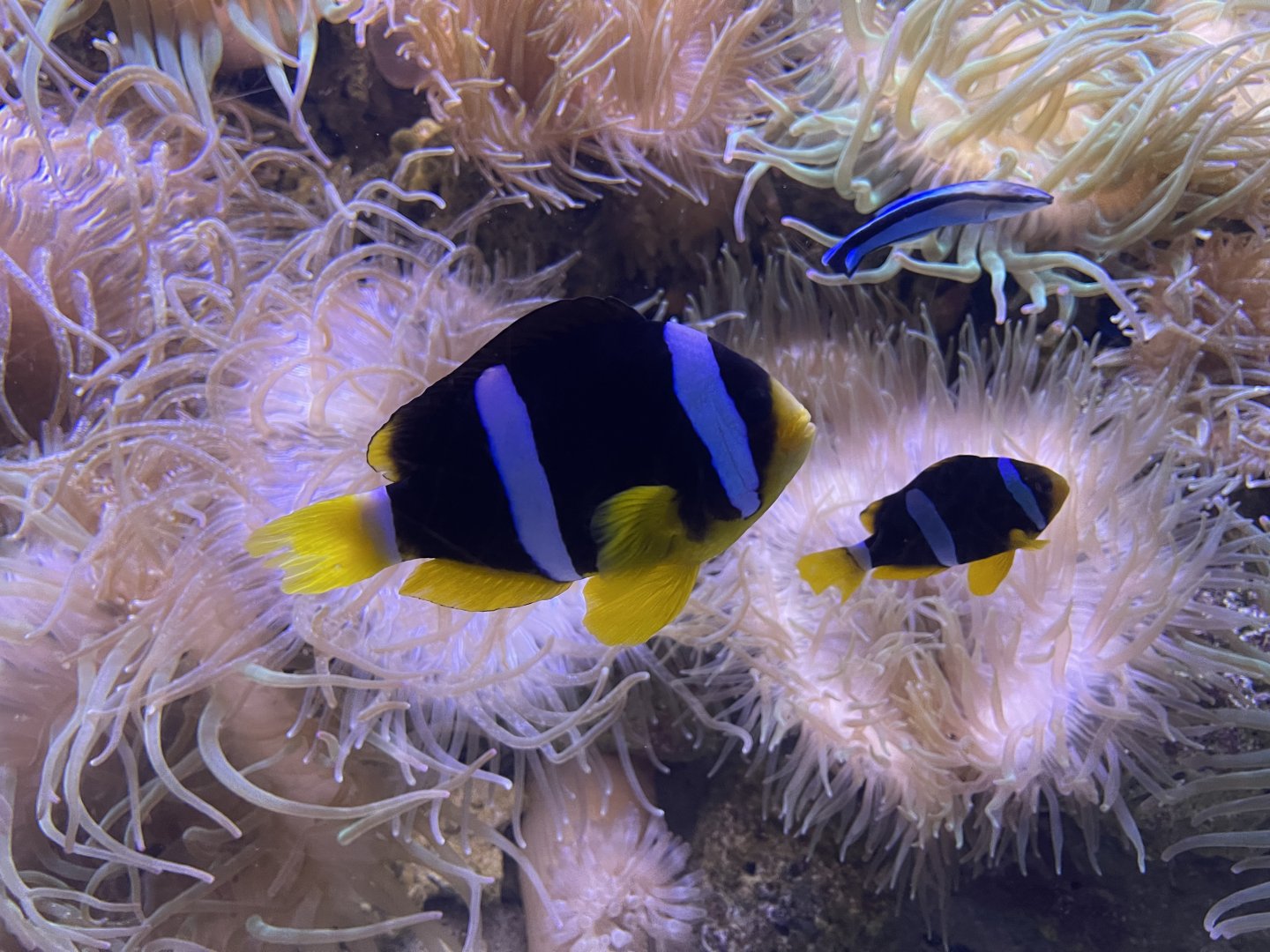 clark’s anemonefish (amphiprion clarkii) (1)