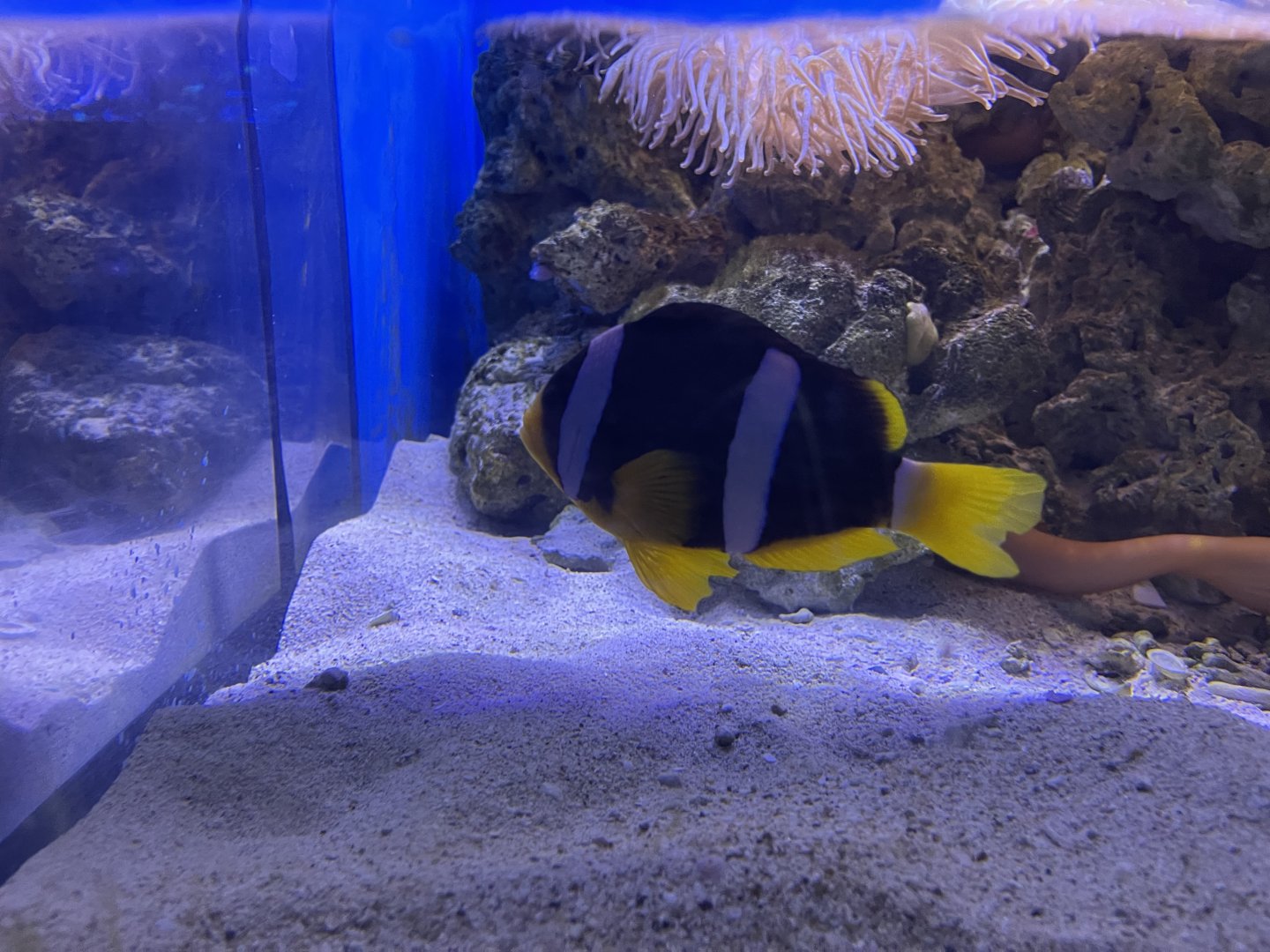 clark’s anemonefish (amphiprion clarkii) (2)