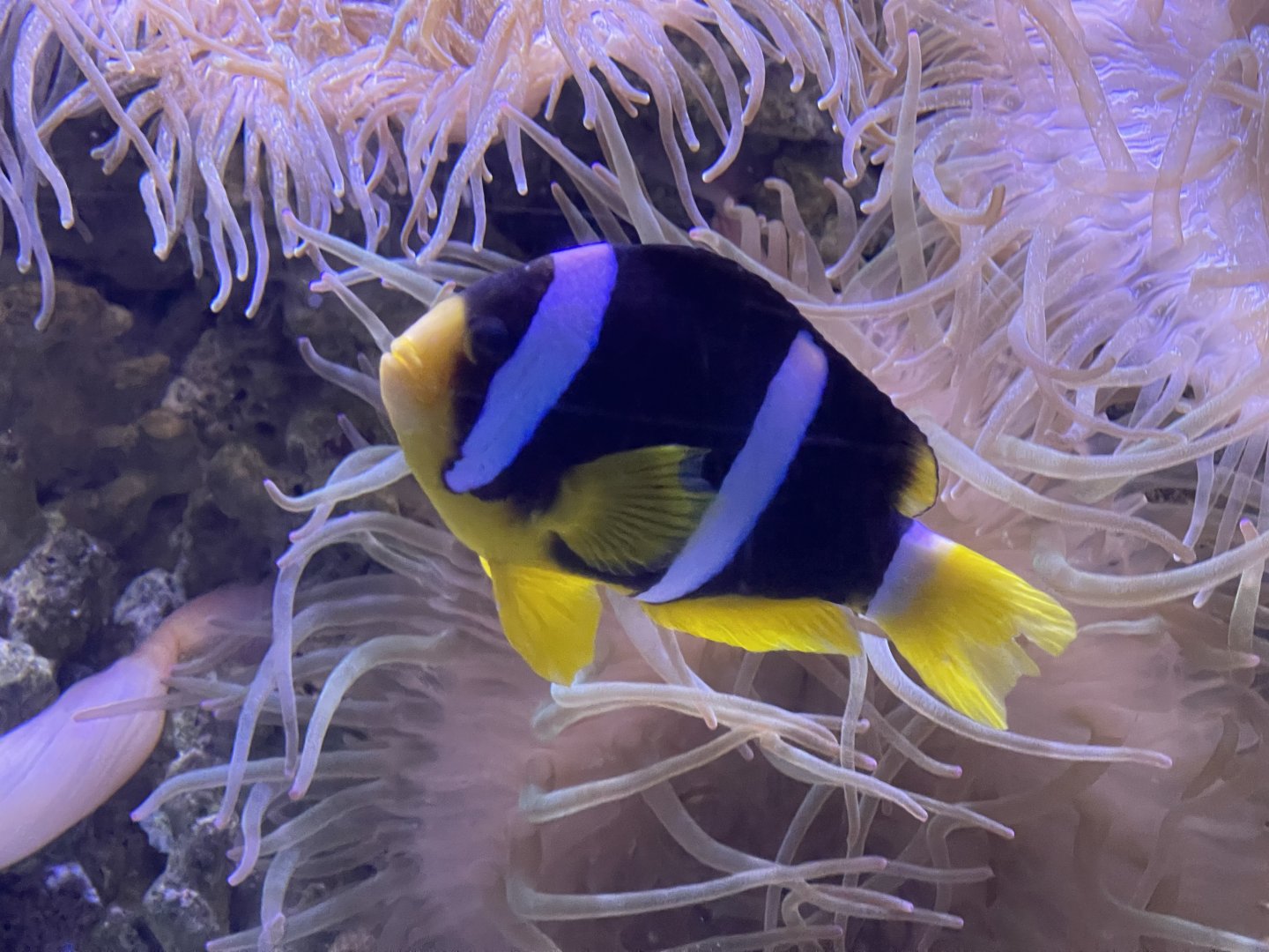 clark’s anemonefish (amphiprion clarkii) (2)