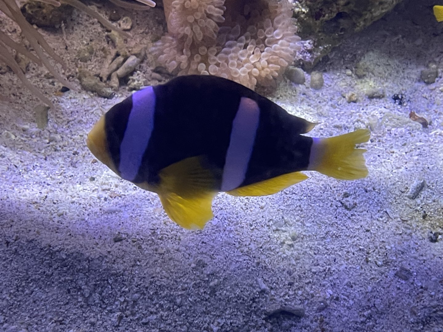 clark’s anemonefish (amphiprion clarkii) (3)