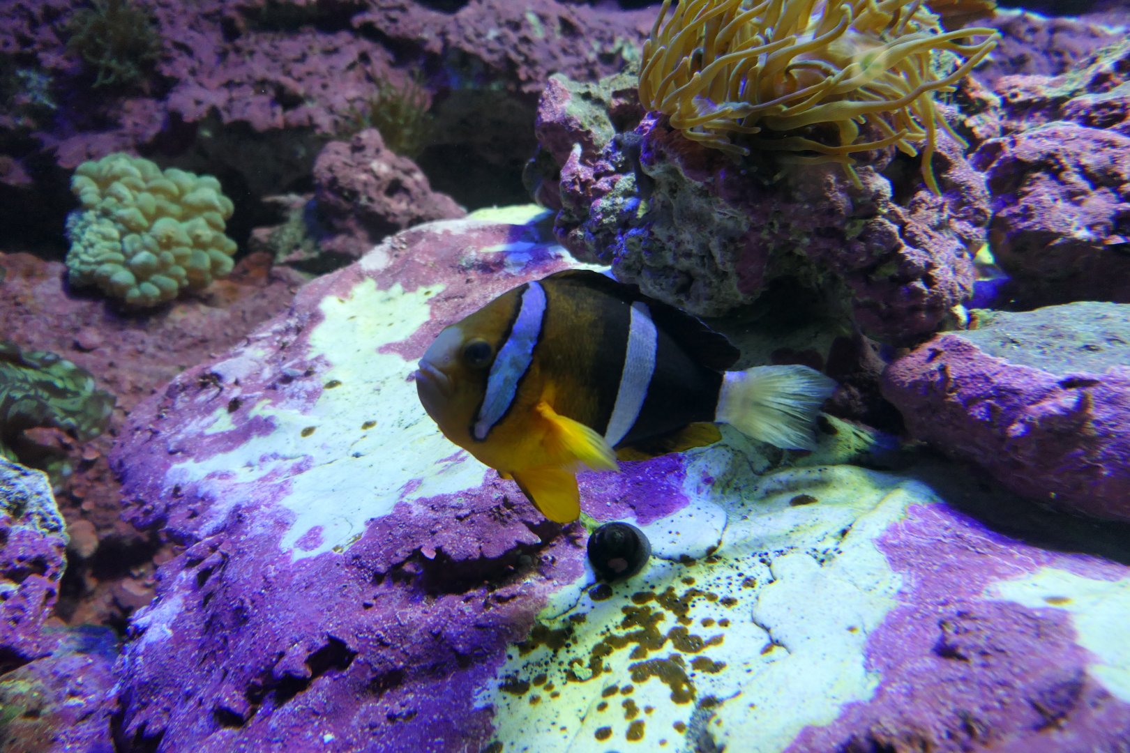 Clark's Anemonefish (Amphiprion clarkii) Japanese form