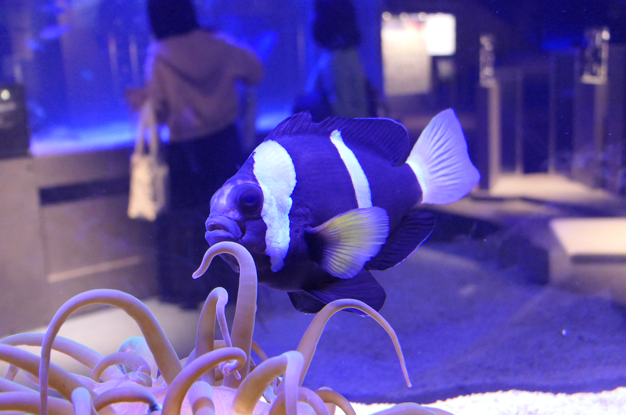 Clark's Anemonefish (Amphiprion clarkii) - Ogasawara form