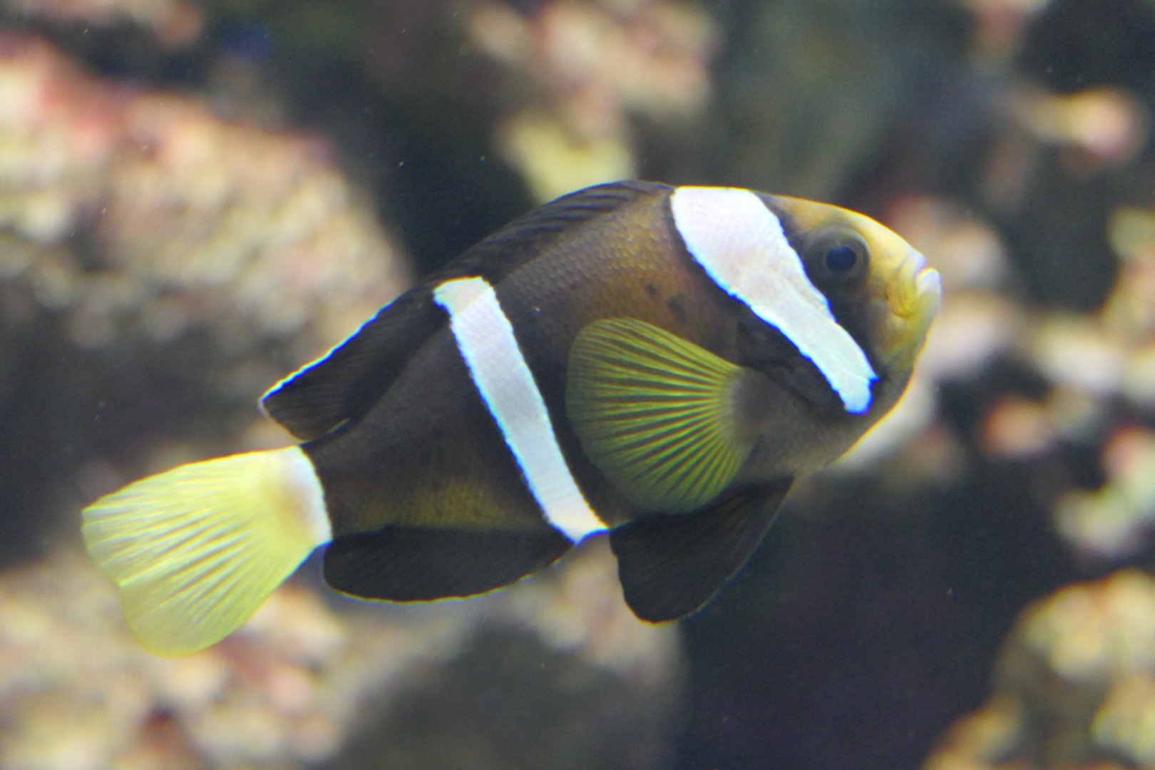 Clark's Anemonefish (Amphiprion clarkii species complex)