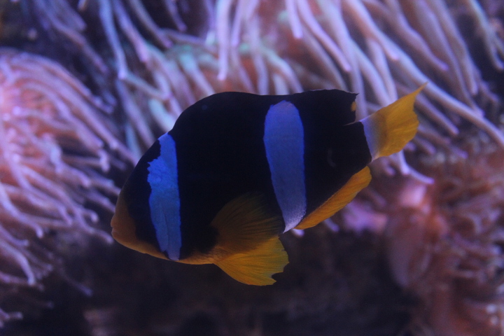 Clark's anemonefish (Amphiprion clarkii)