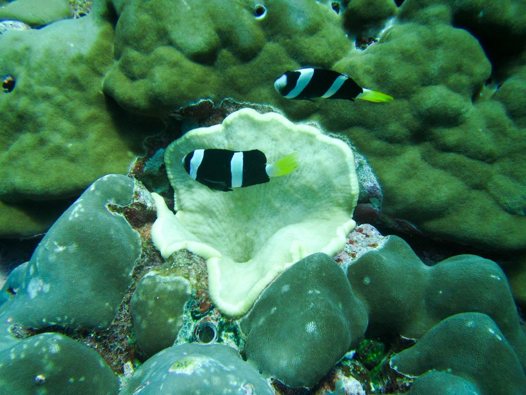 Clark's Anemonefish and Adhesive Sea Anemone