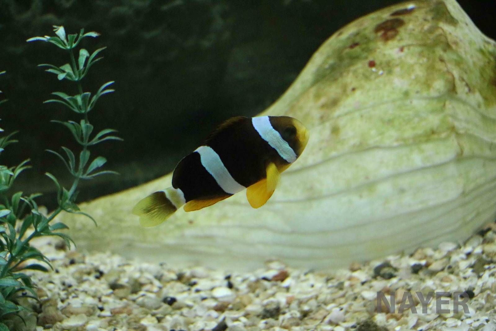 Clark's(?) anemonefish - Mendoza Aquarium, April 2016
