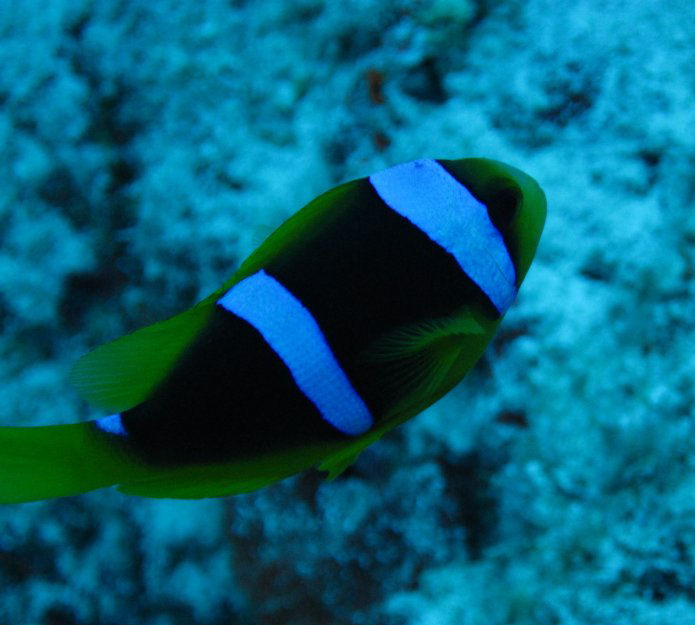 Clarks Anemonefish