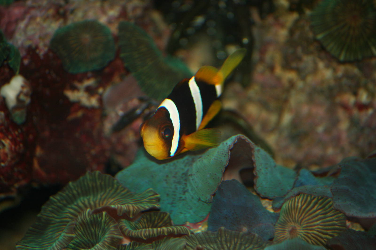 Clark's anemonefish