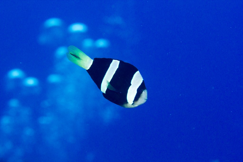 Clark's Anemonefish