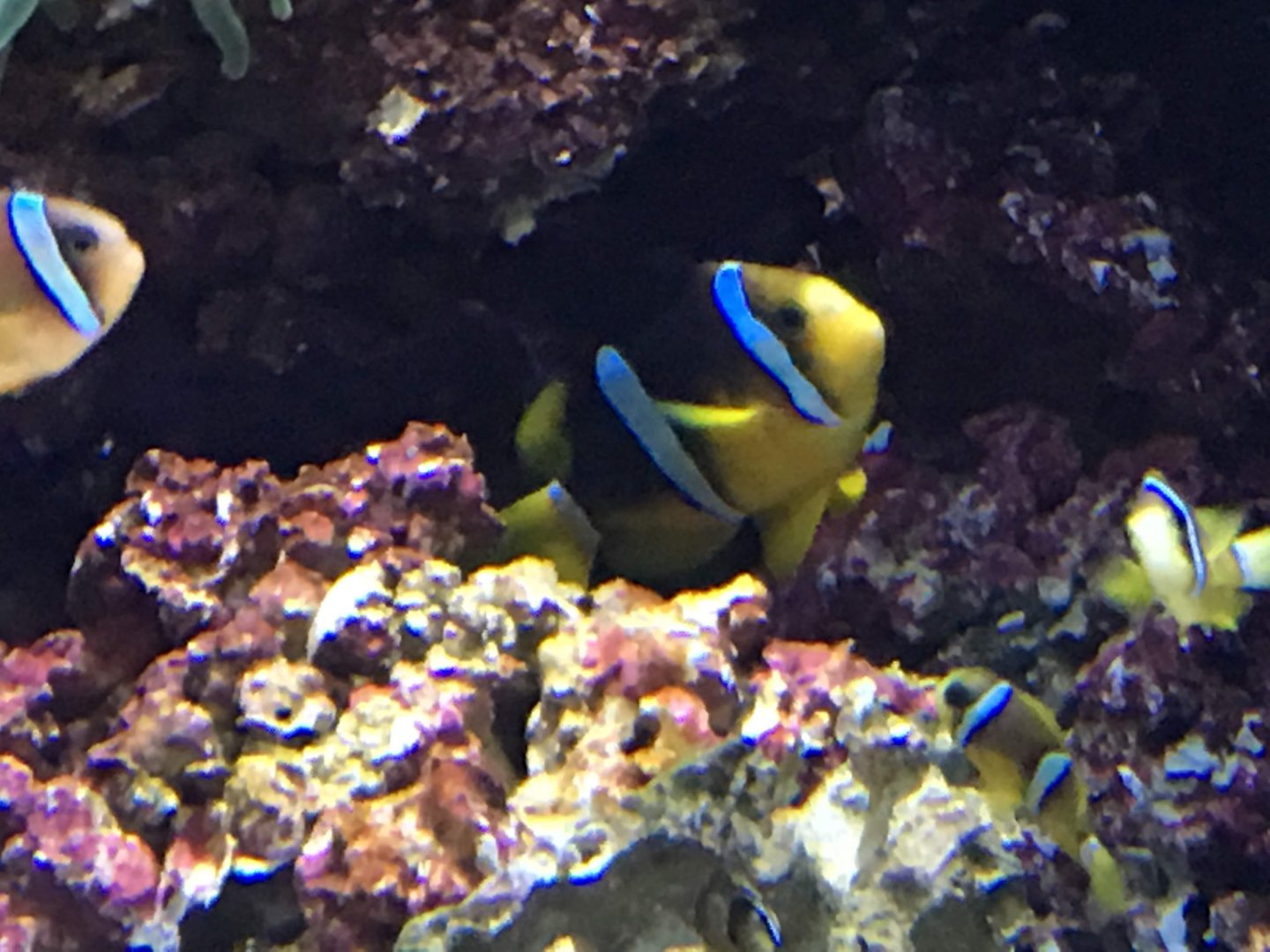Clark's Anemonefish