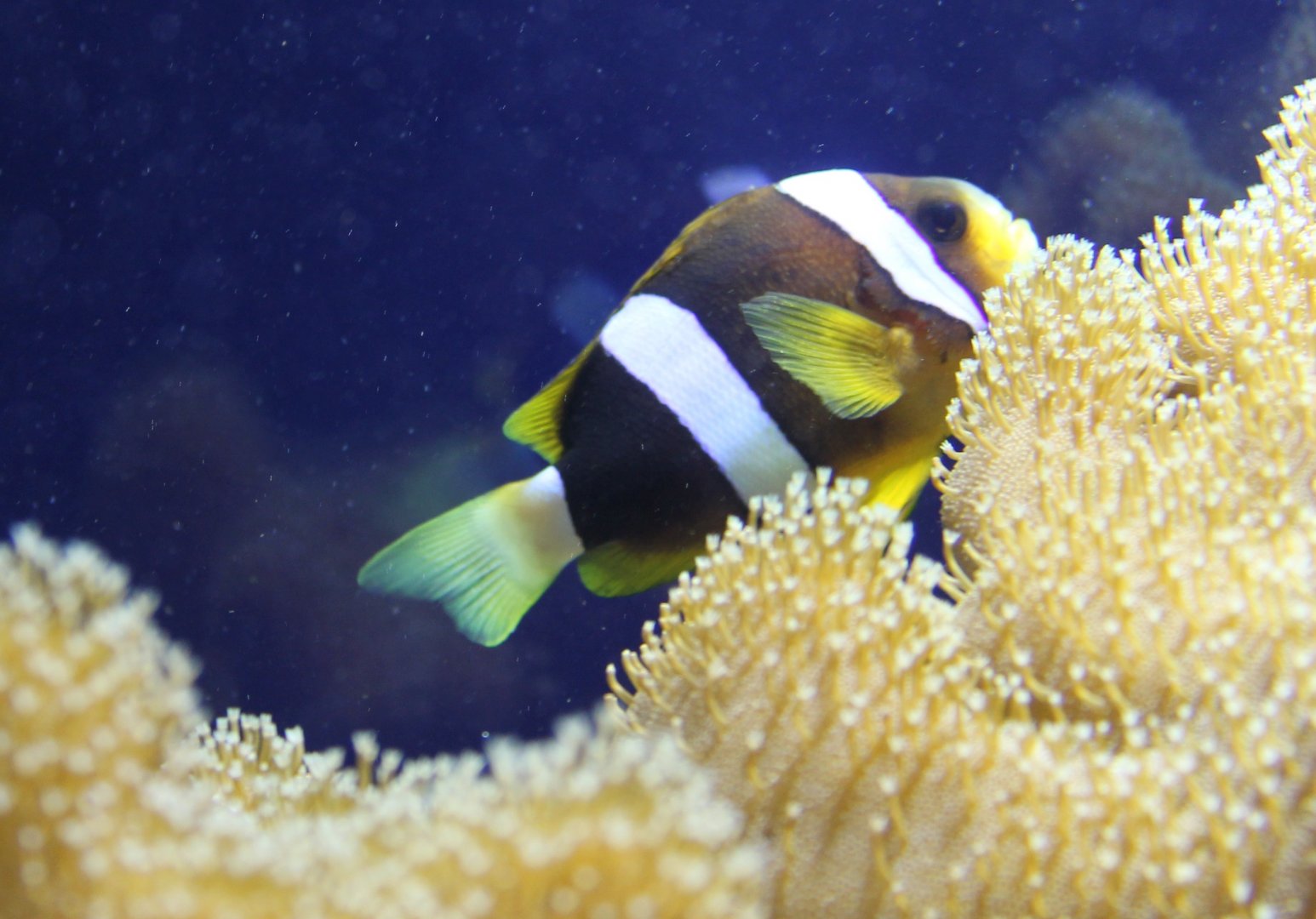 Clark's clownfish - Amphiprion clarkii
