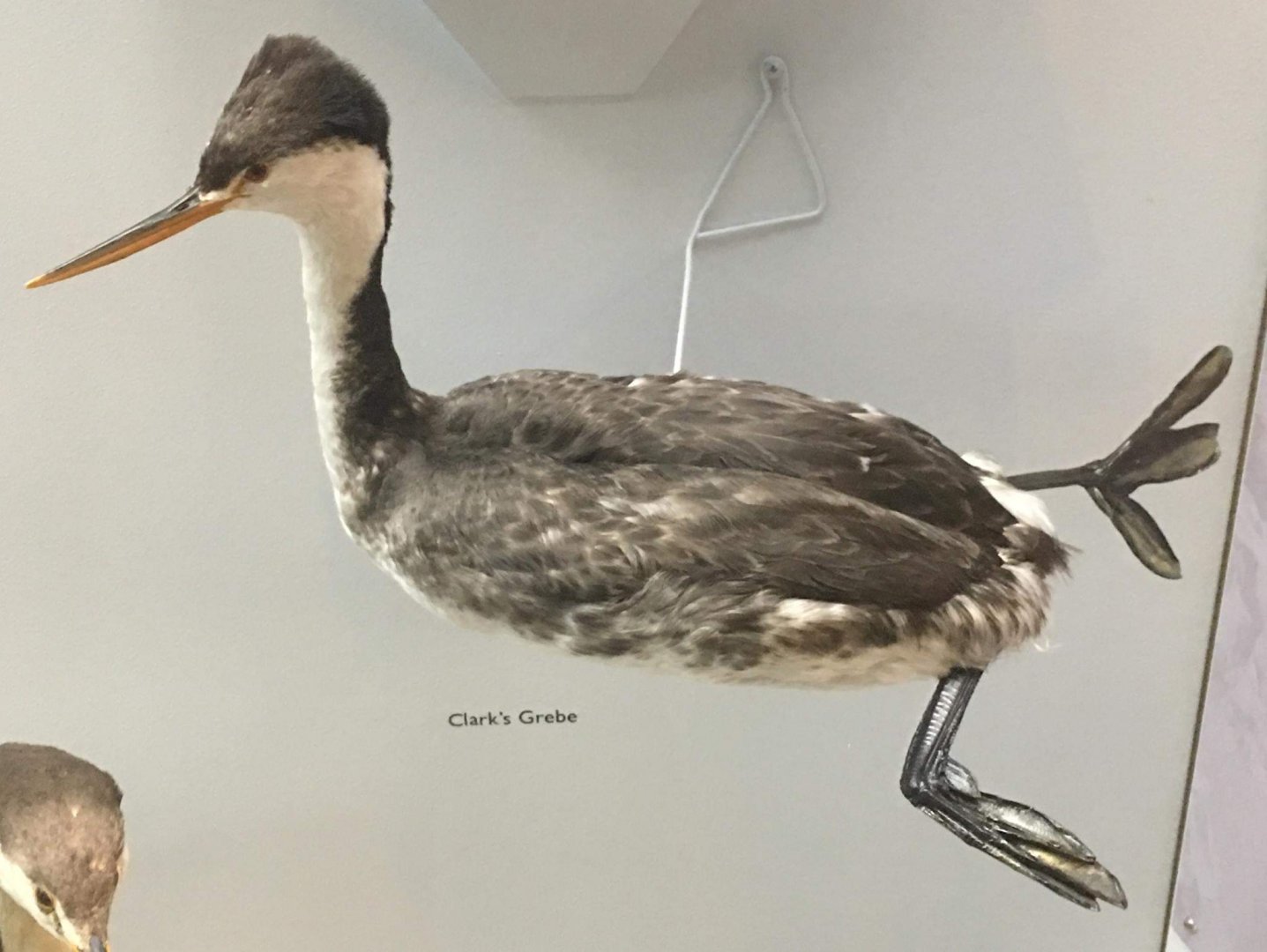 Clark's grebe (Aechmophorus clarkii)