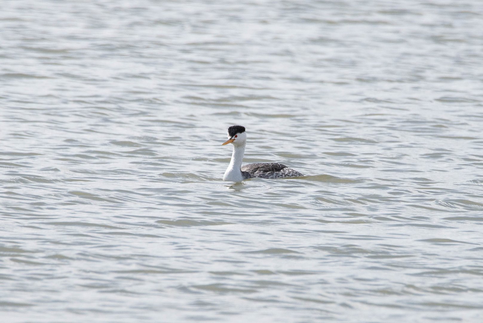 Clark's Grebe