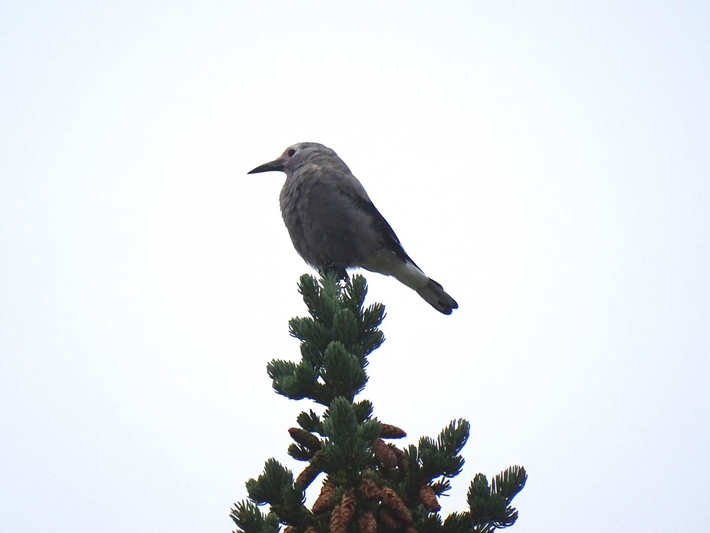 Clark's nutcracker (Nucifraga columbiana)
