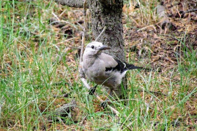 Clark’s Nutcracker