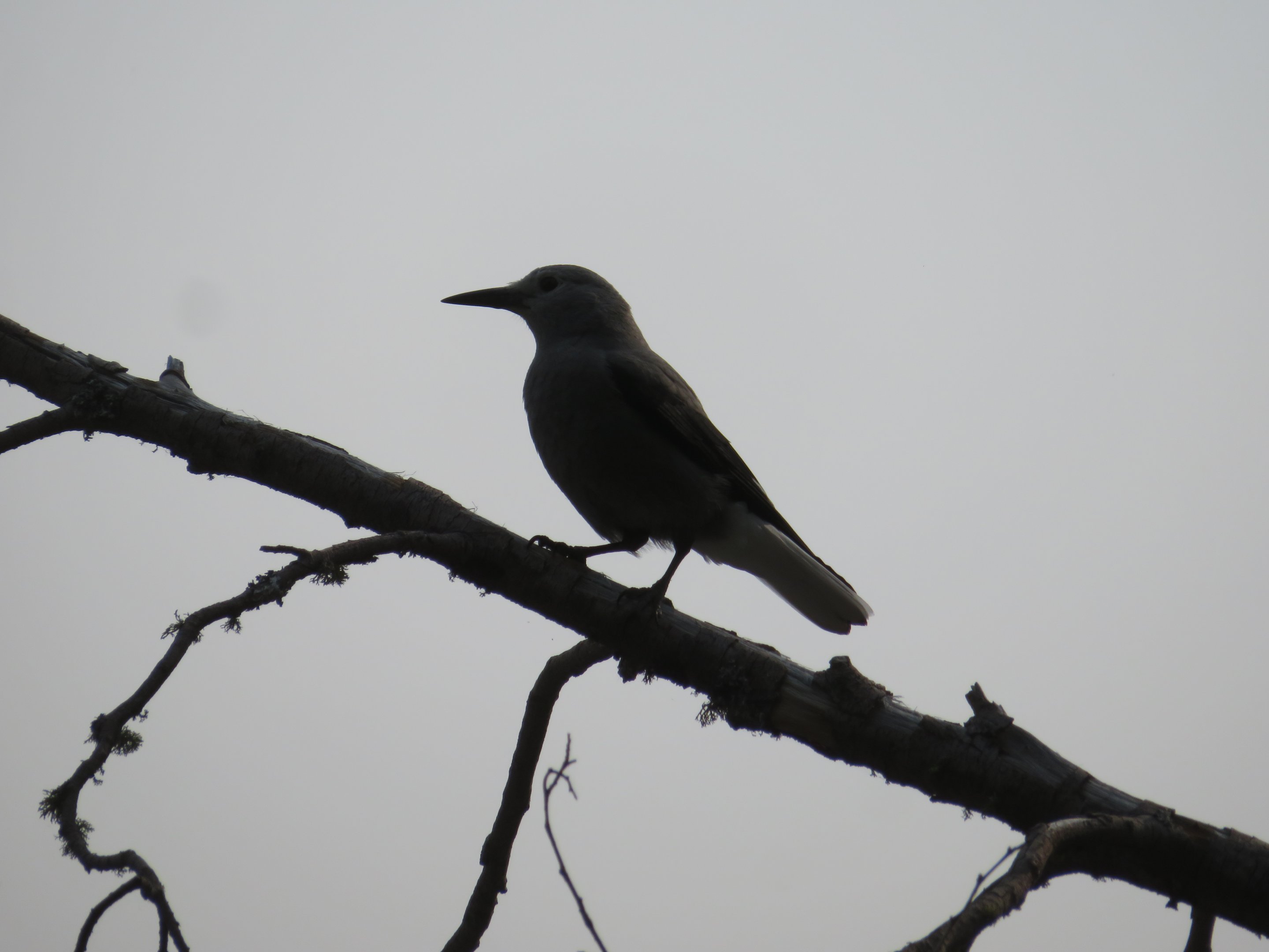 Clark's Nutcracker