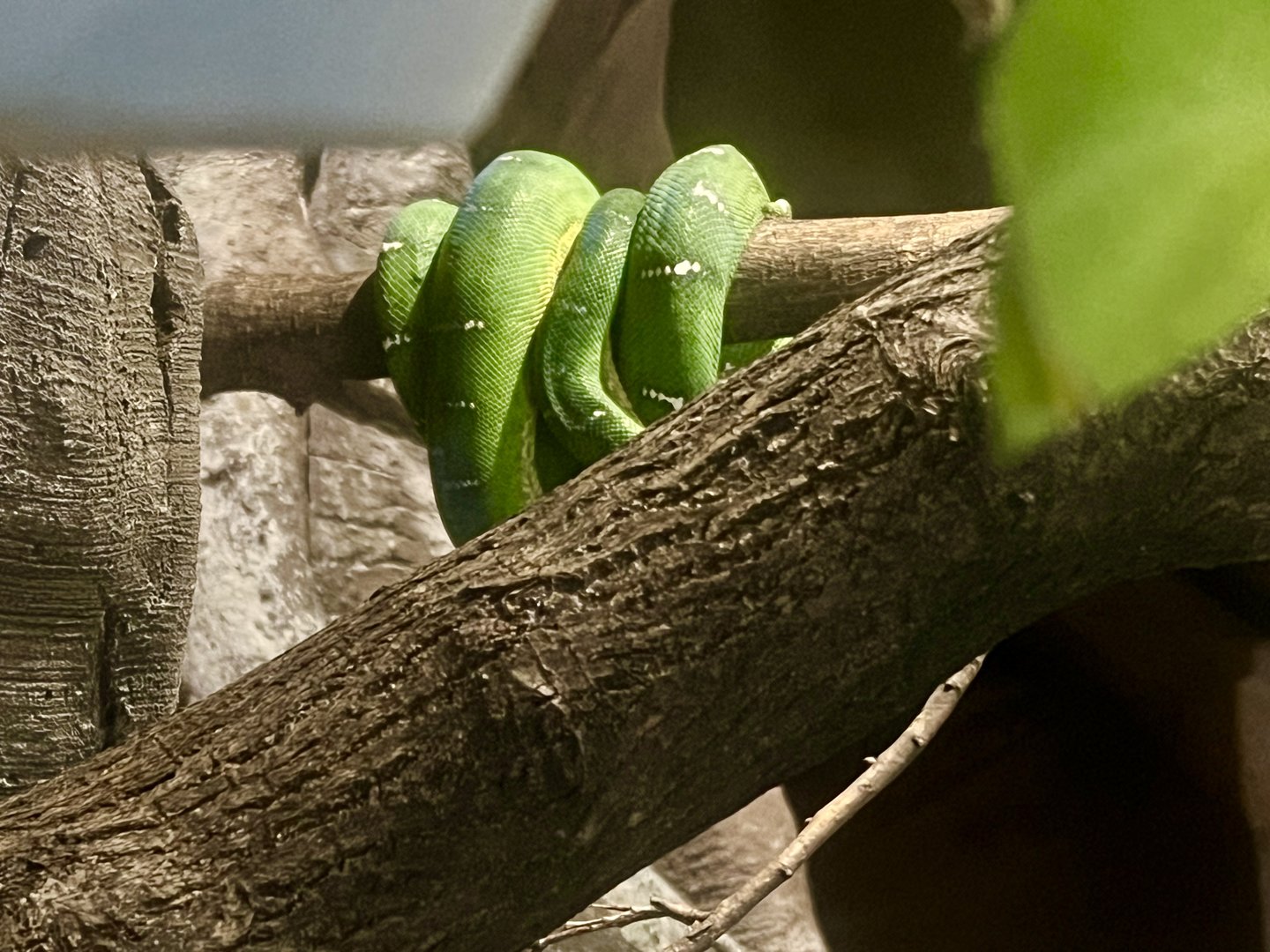 Classic Emerald Tree Boa Pose