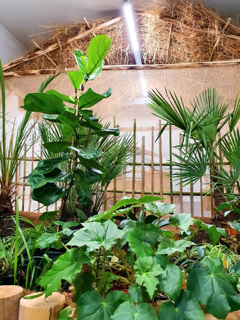 ClassRoom Hut in Crocodile Forest || South-East Asia