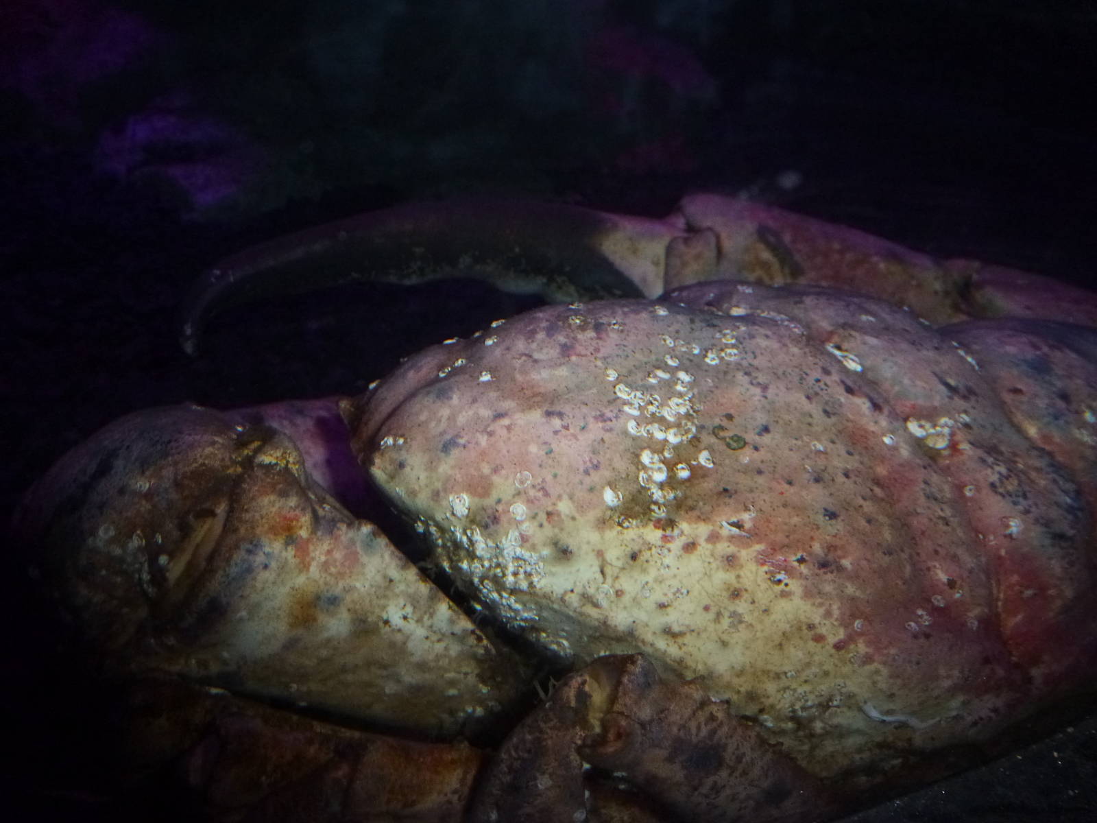 Claude, Tasmanian king crab, January 2014