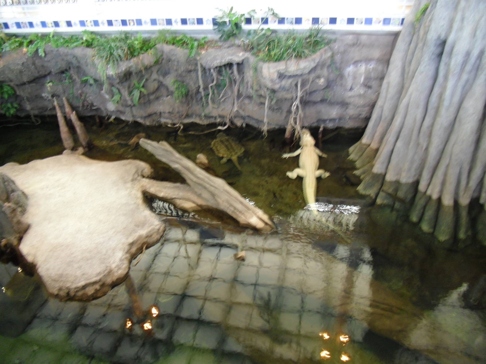 Claude the Albino Alligator