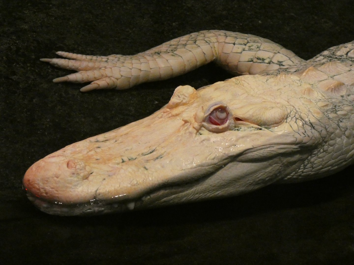 Claude the albino alligator
