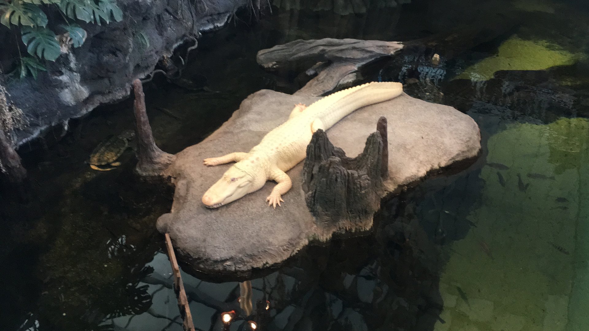 Claude-The albino American alligator
