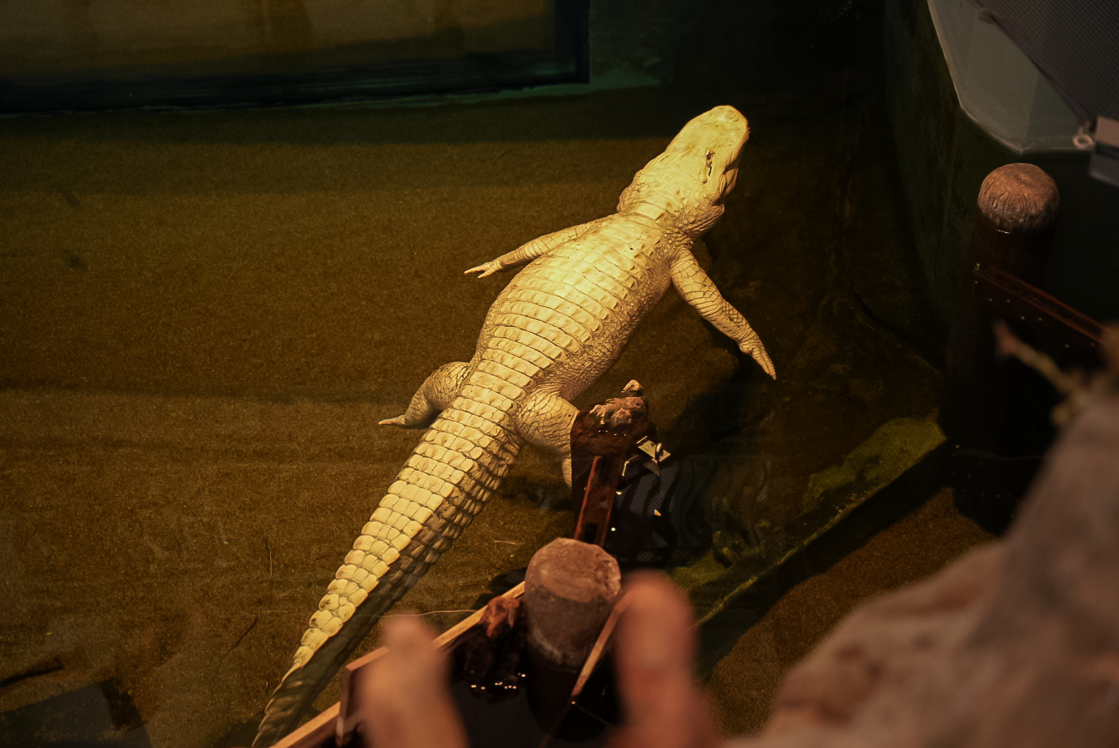 Claude the Albino American Alligator