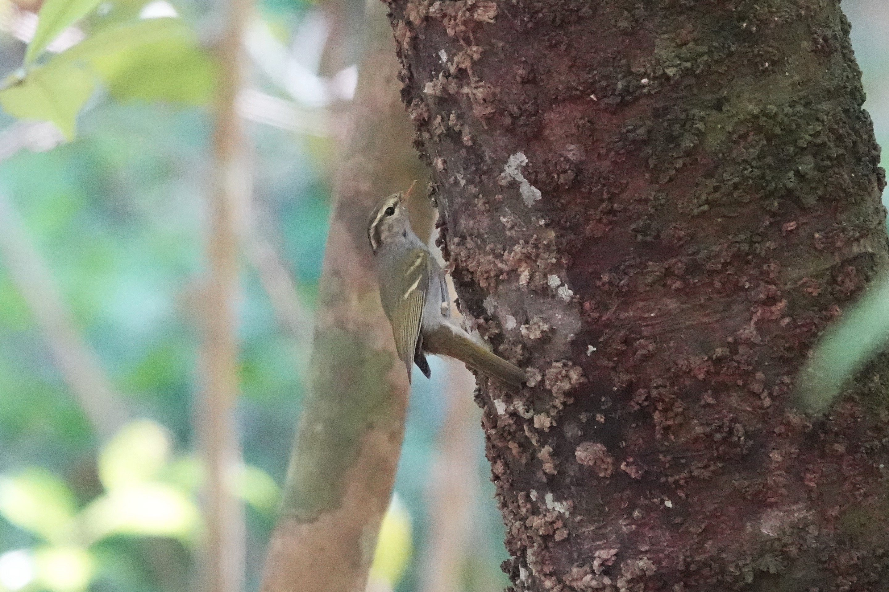 Claudia's Leaf Warbler