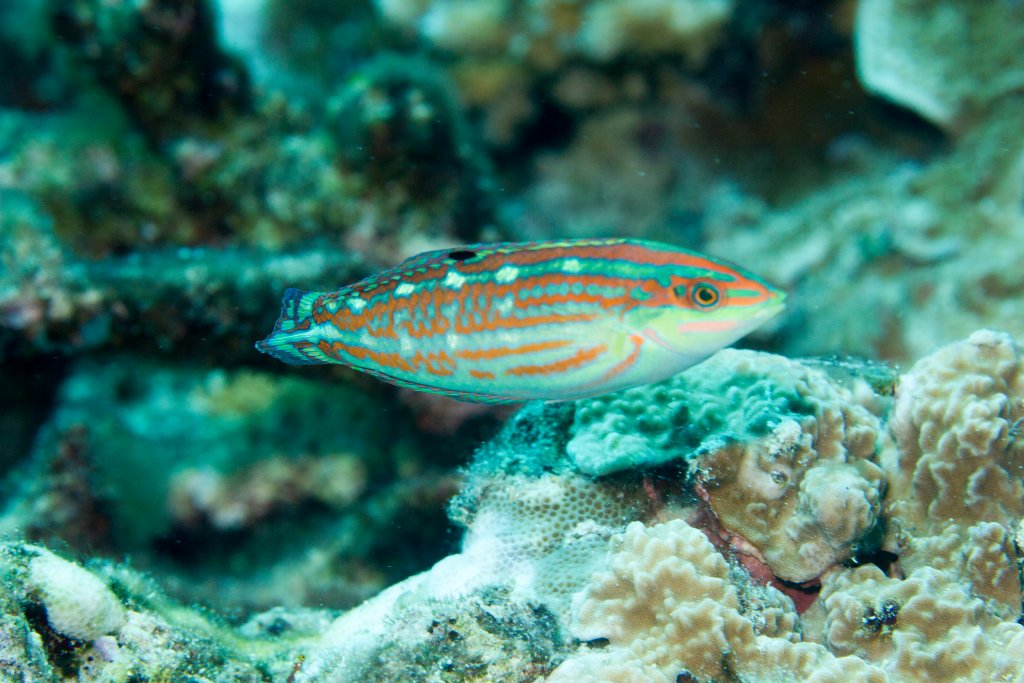 Claudia's Wrasse