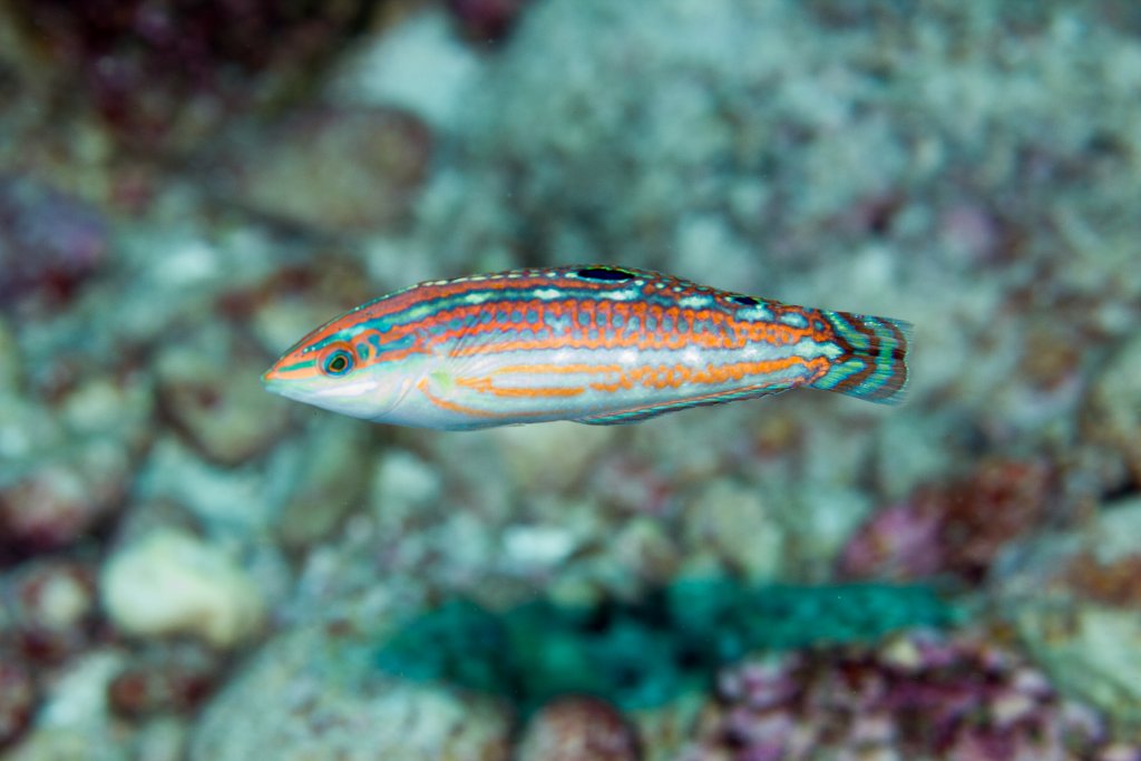 Claudia's Wrasse