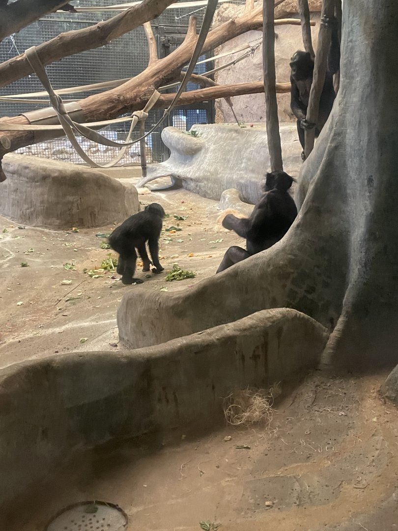 Claudine and Qasai the Bonobos (6/23/21)