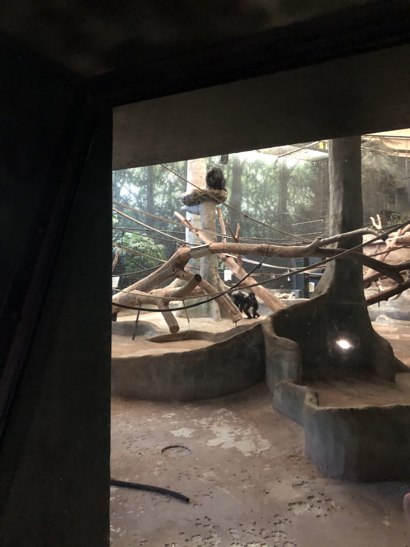 "Claudine", "Qasai", and "Murph" the Bonobos